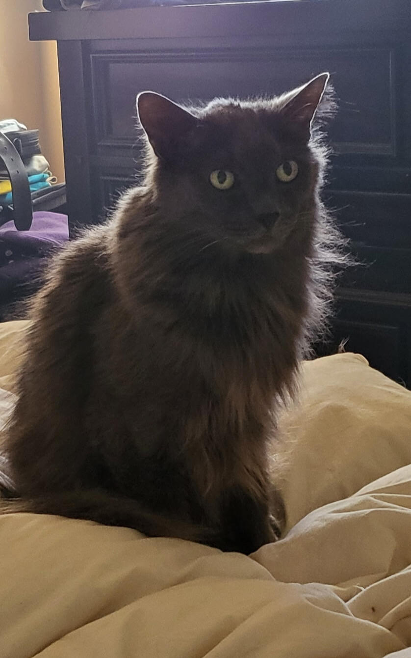 Norki the cat